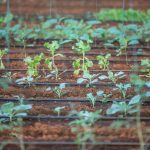 self watering system garden planter how to Keep Plants Thriving Without Daily Watering